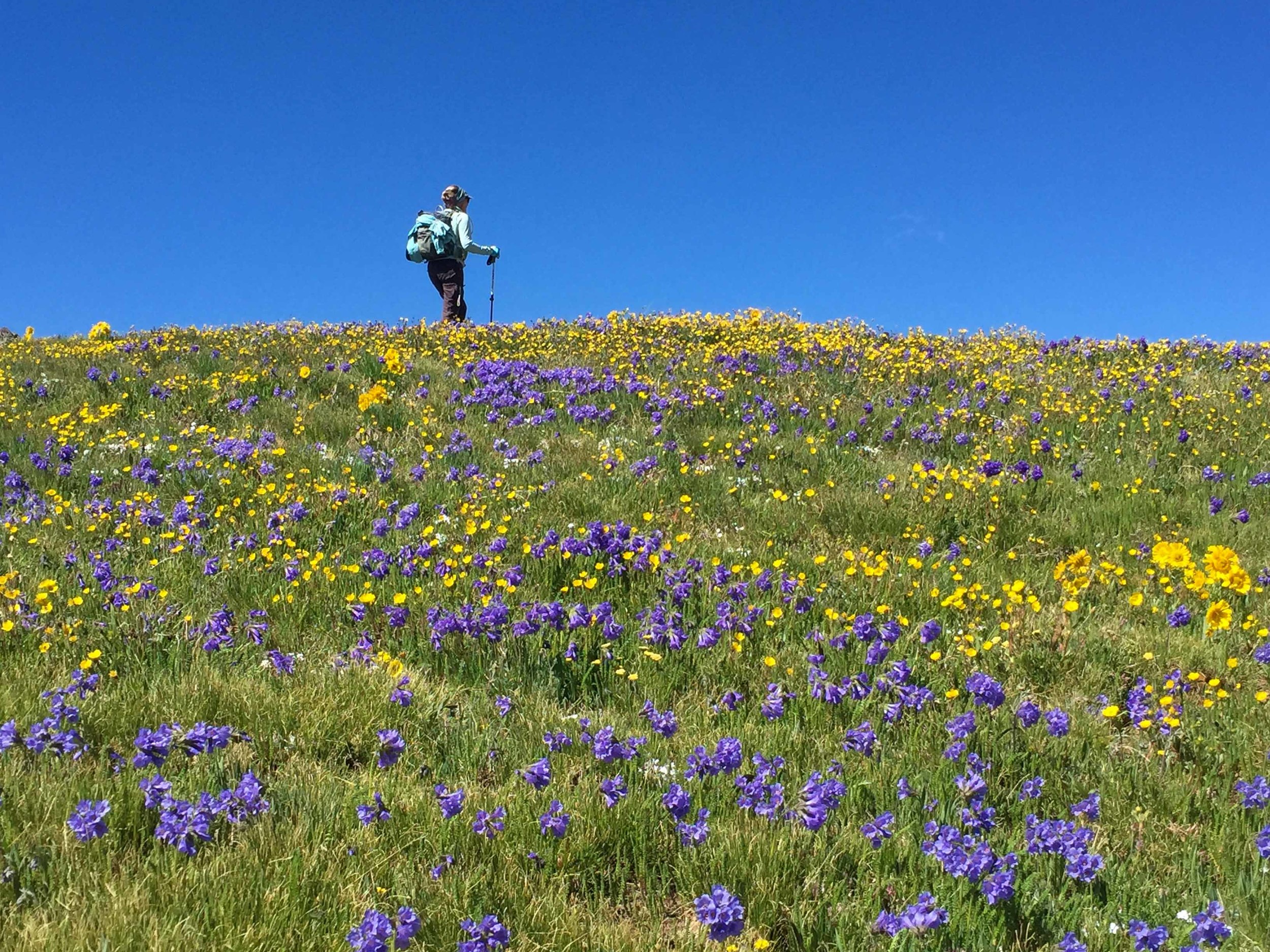Jane Marie hiking through the wildflowers. The Sky pilots are so beautiful. 