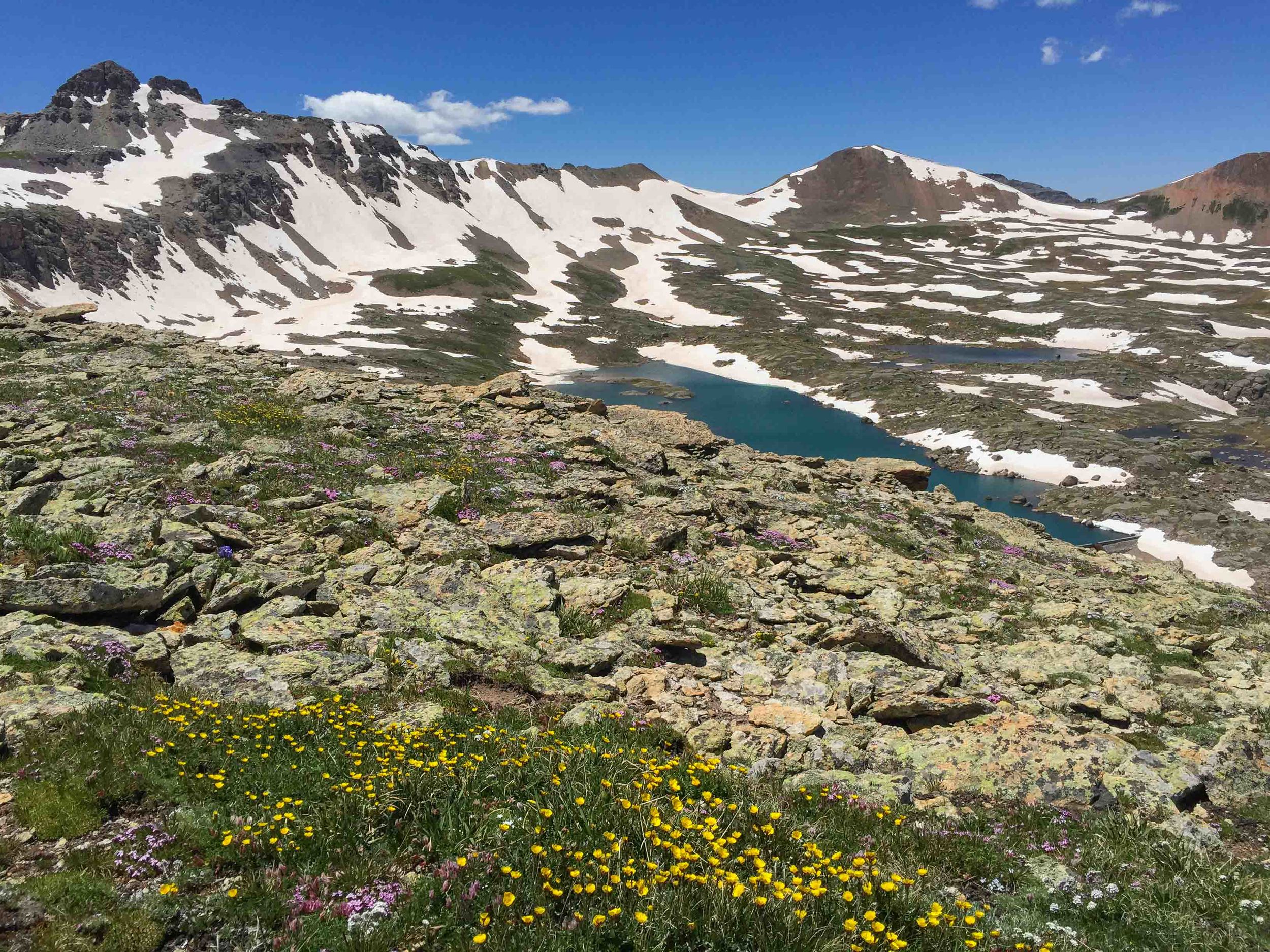 Wildflowers on Columbine Pass with Lewis Lake below