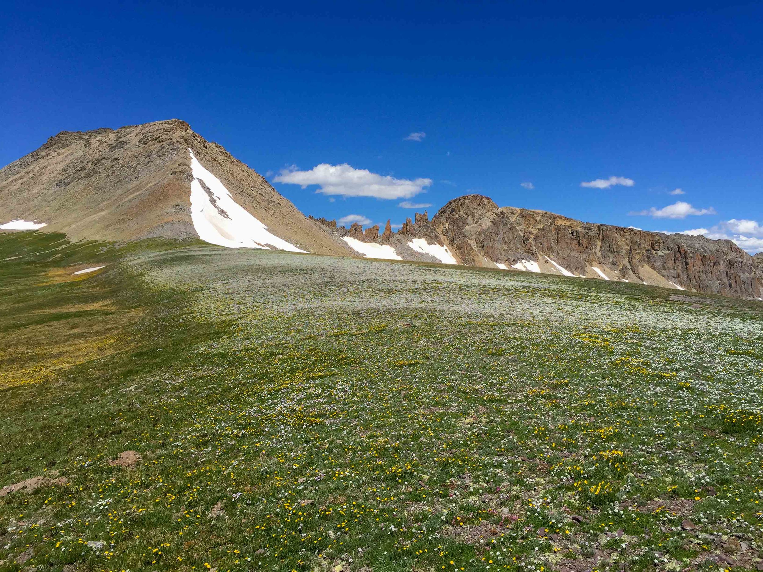 Snow Mountain with Candy Tuft flowers in foreground.