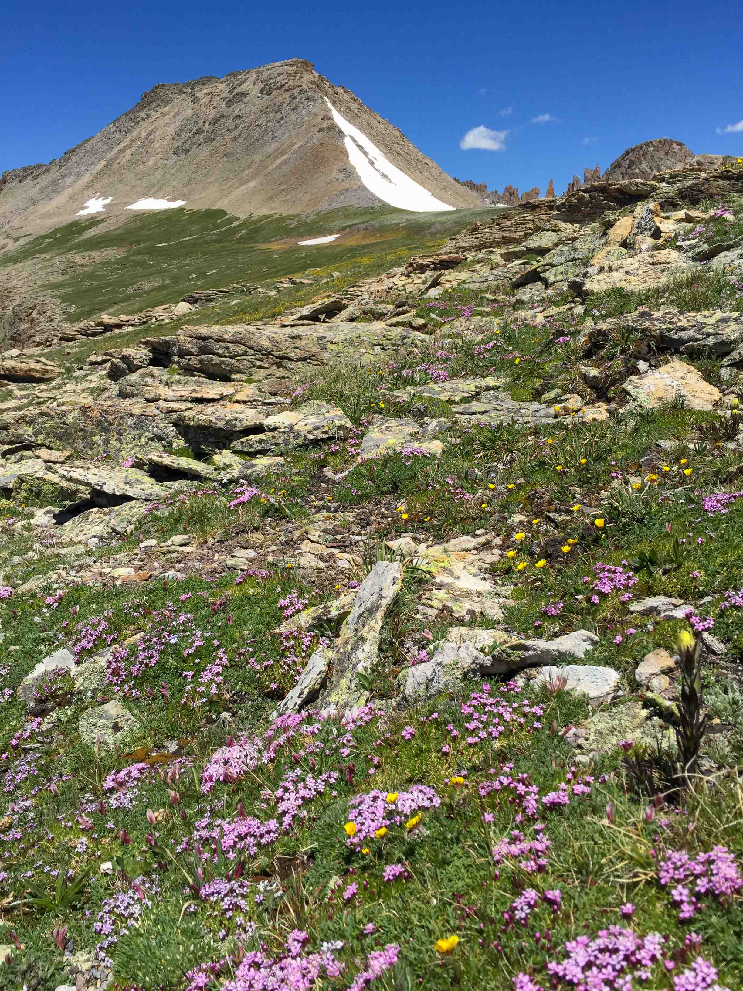 Columbine Pass Wildflowers