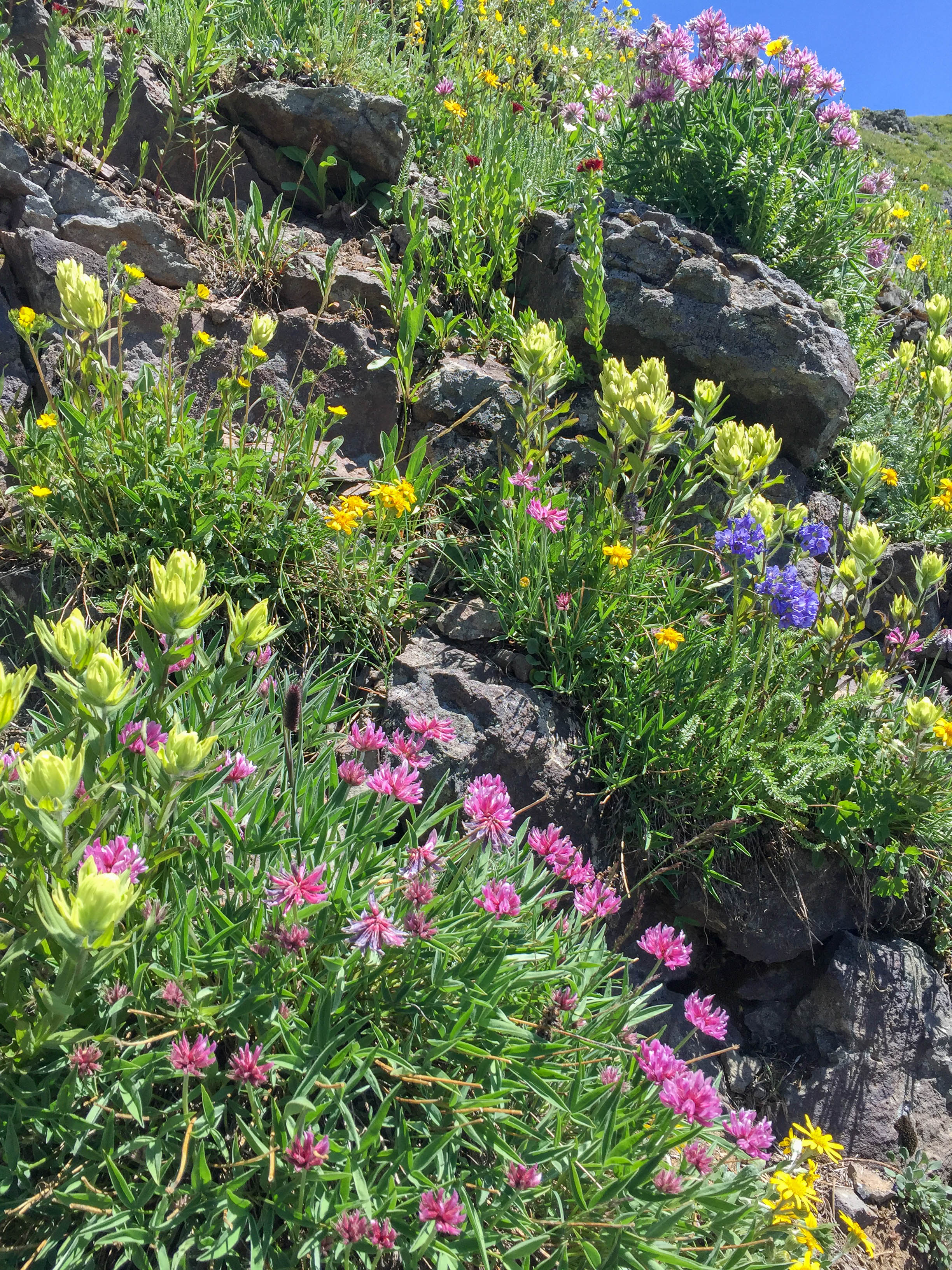 Wildflowers near the narrow ledge of the trail