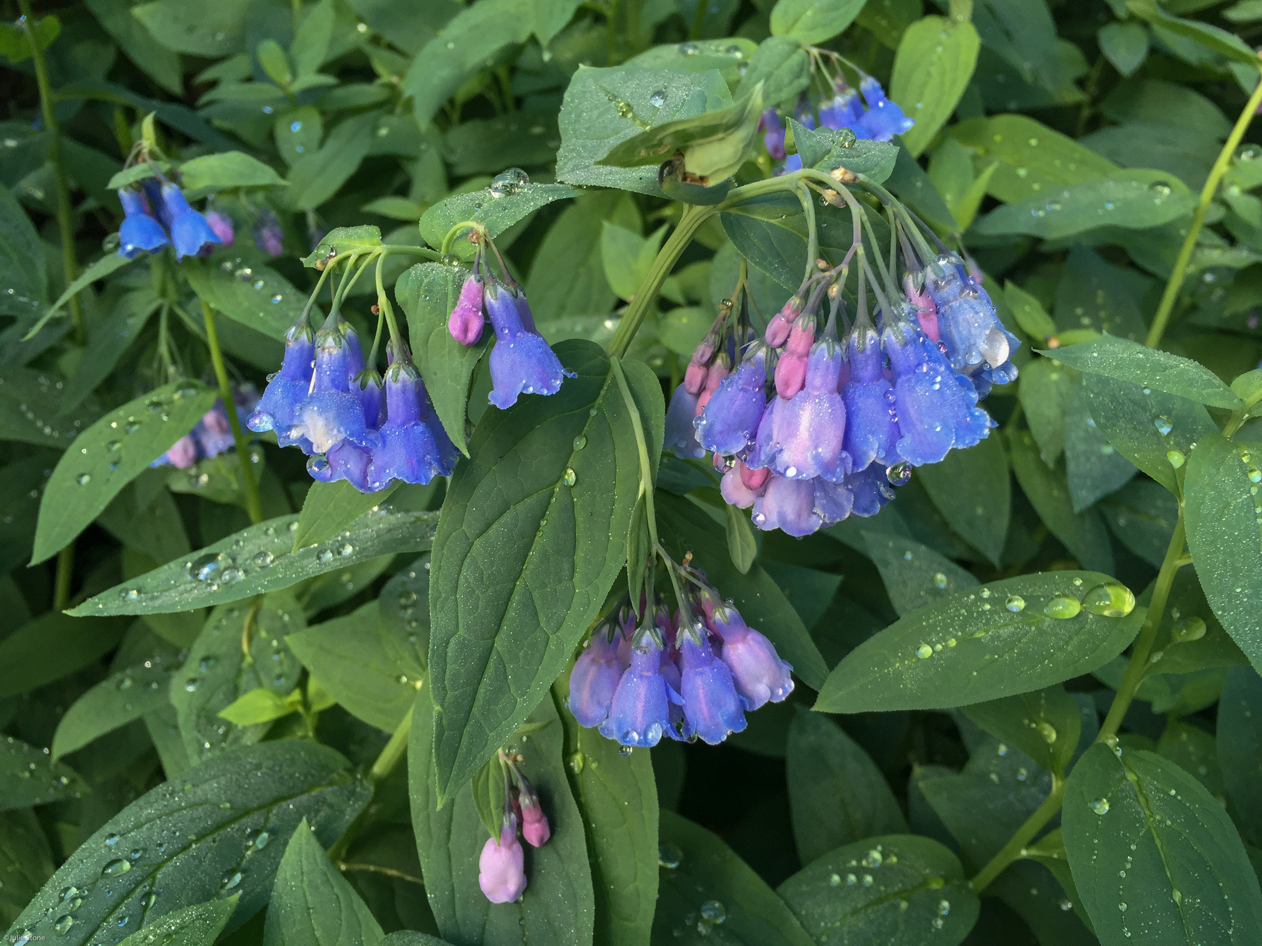 Bluebells with Raindrops