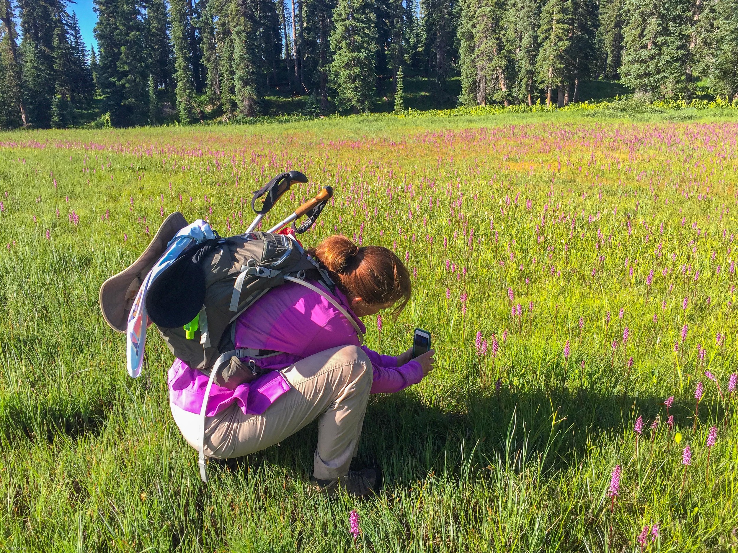 Gina getting the shot of the pink elephant flowers
