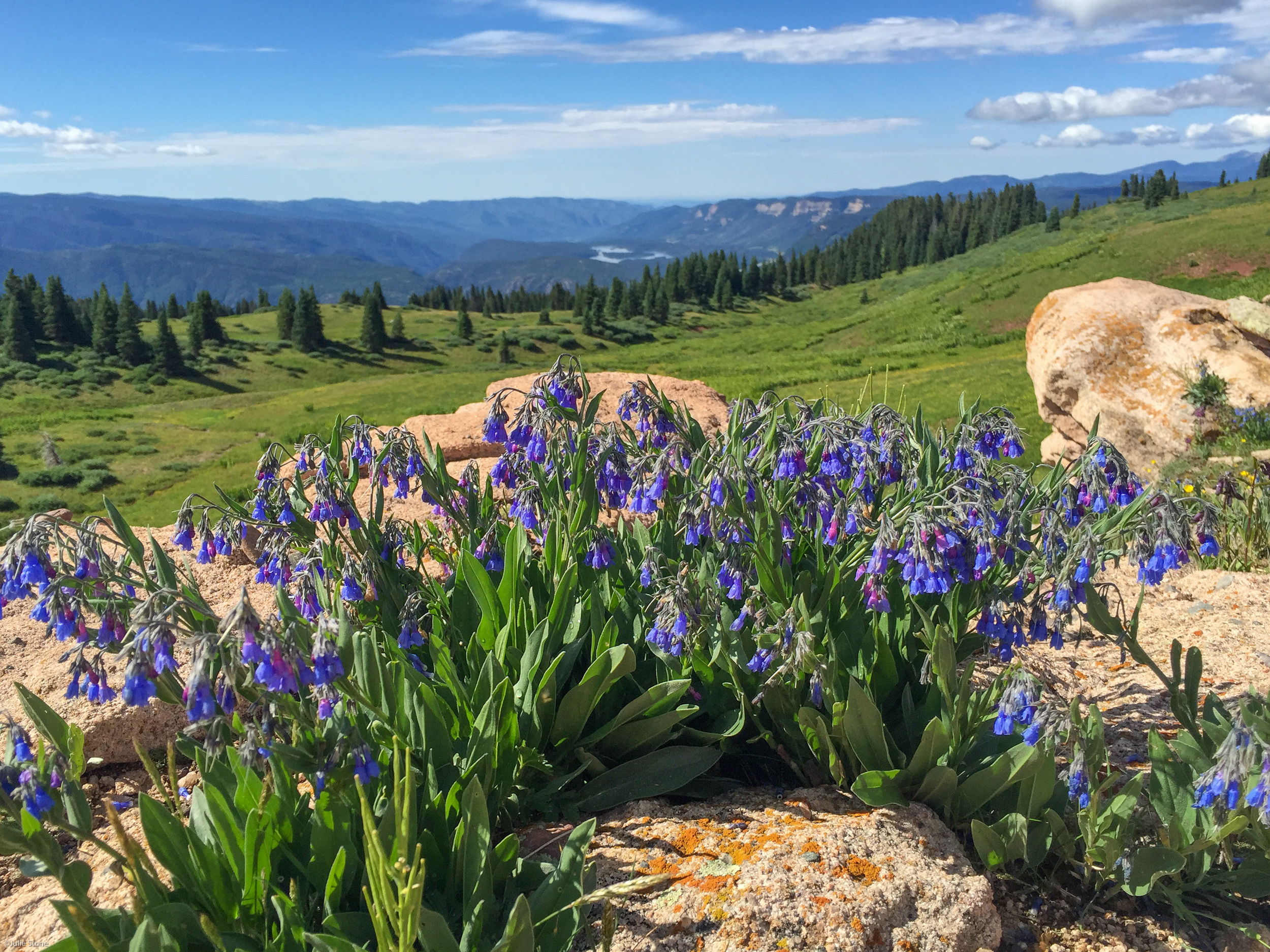 Bluebells with Electra Lake in the Background