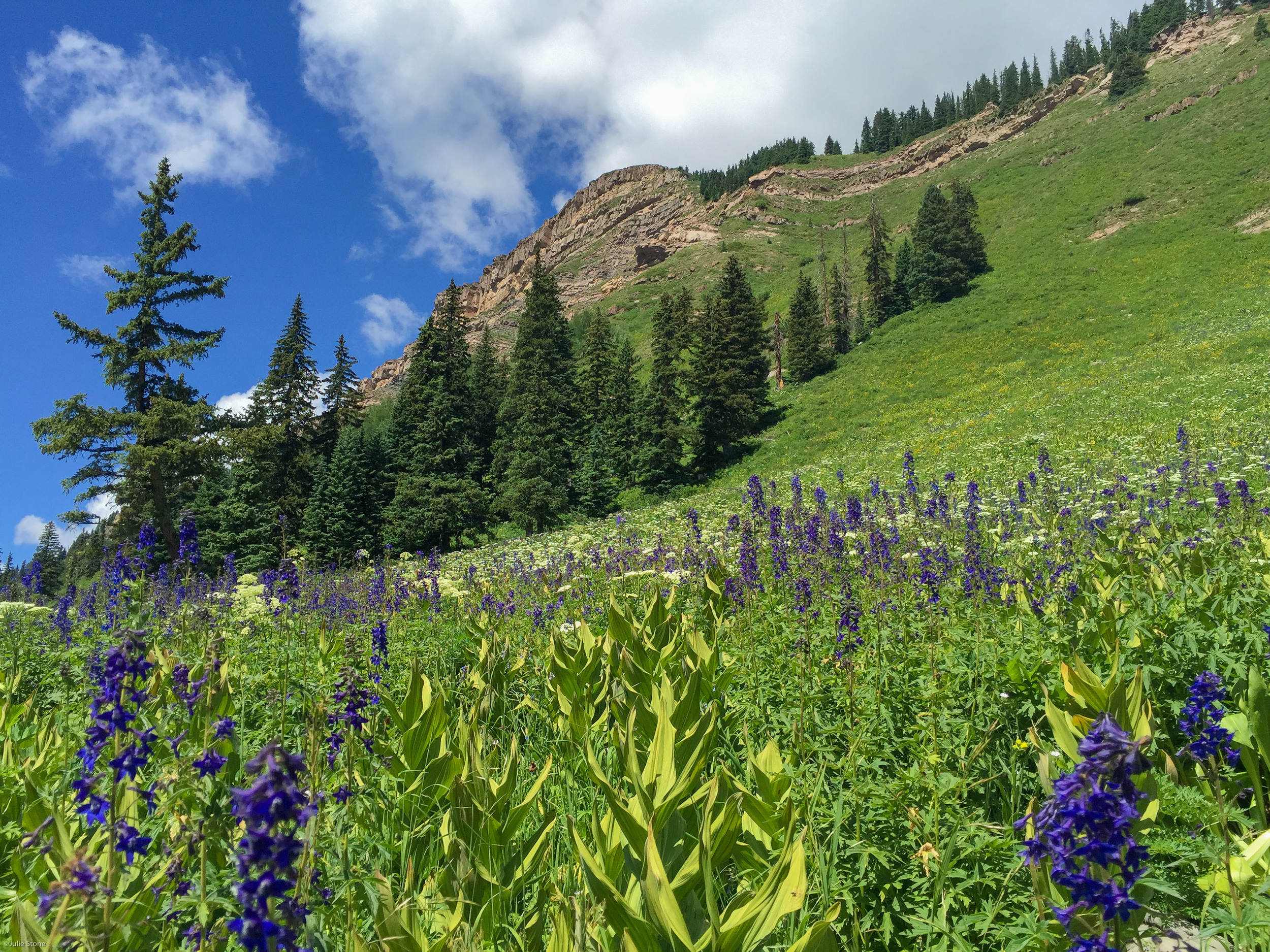 Larkspur at the Pass Creek Trailhead