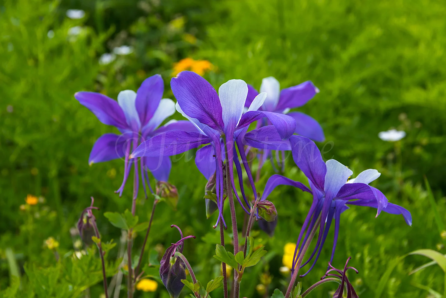 JS2_6959.jpg