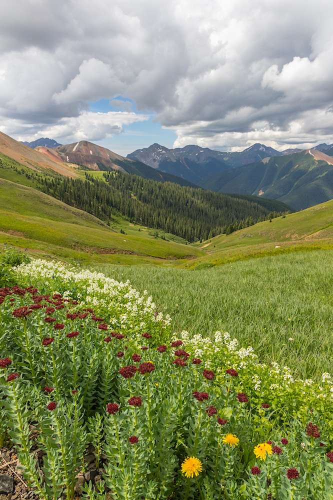 Wildflowers Galore