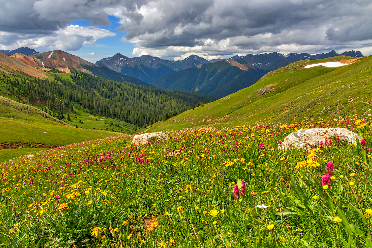 Meadow of Wildflowers