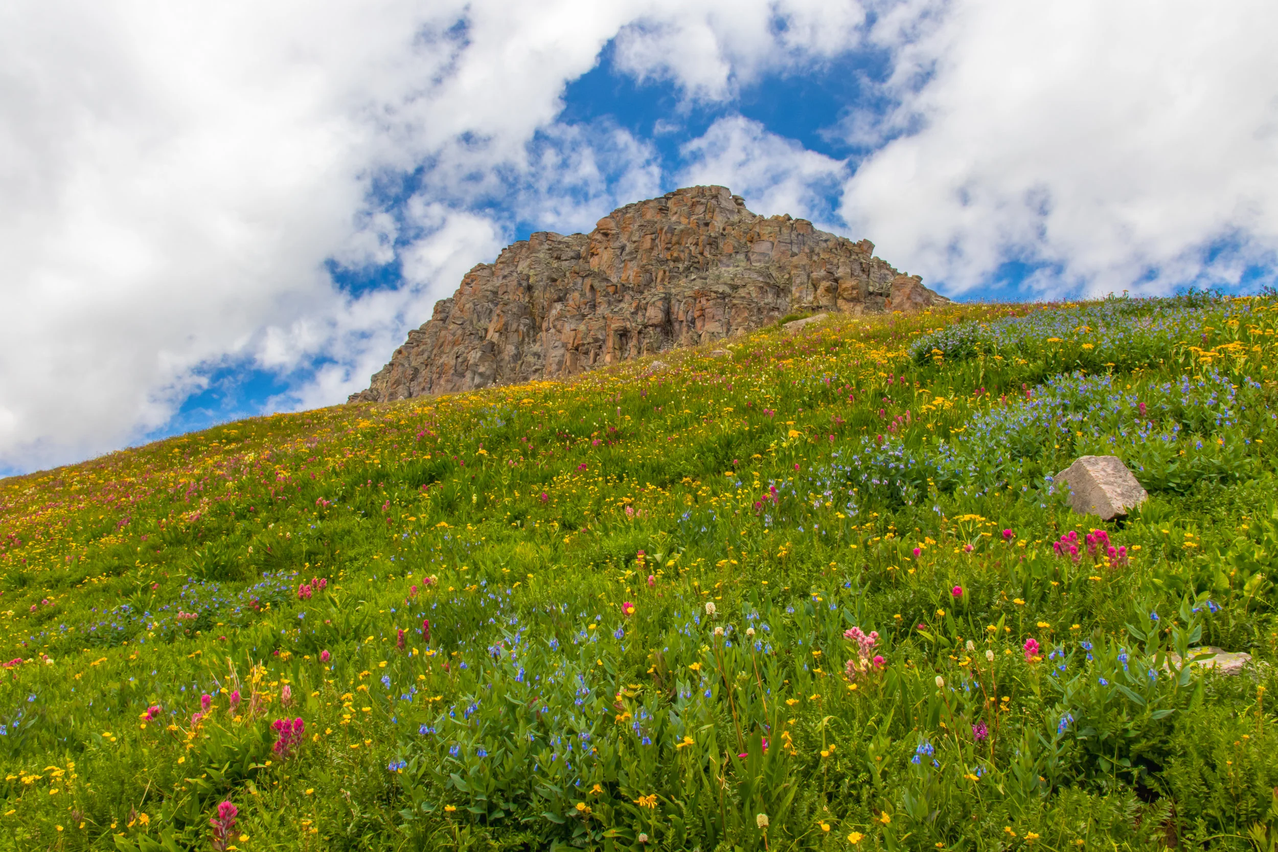 Field of Wildflowers along the route