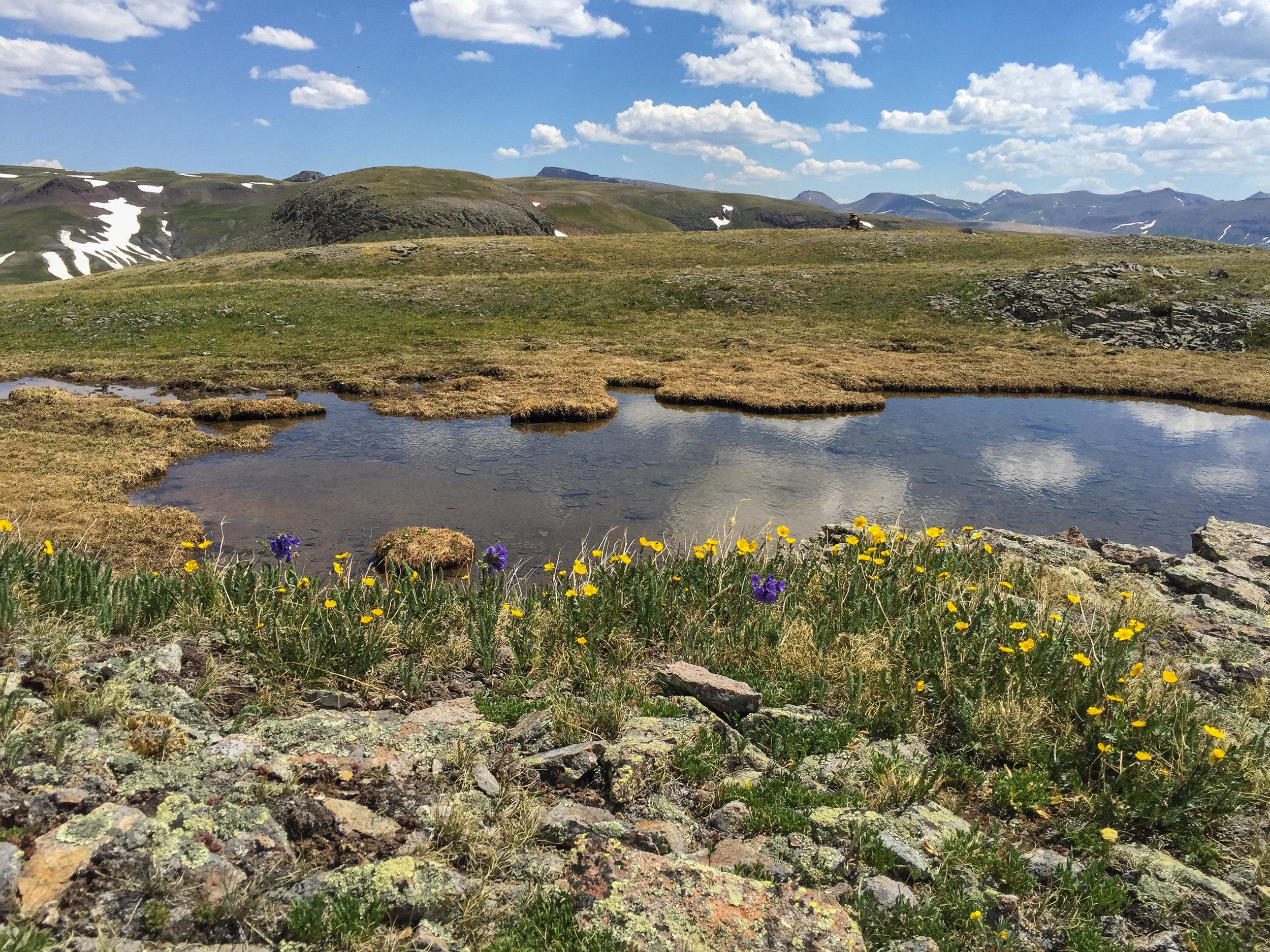 wildflowers and pond along the route