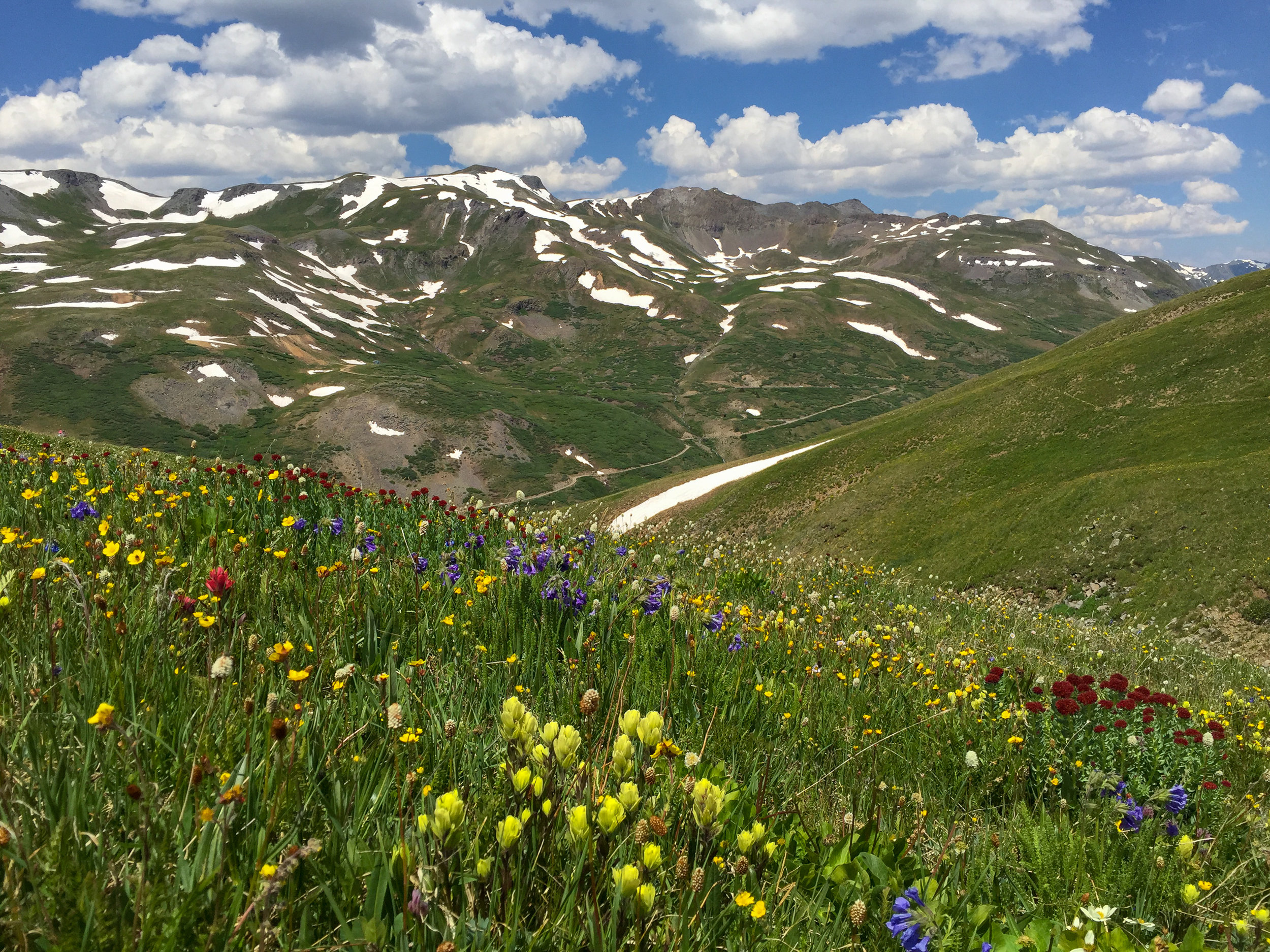 Wildflowers along the route