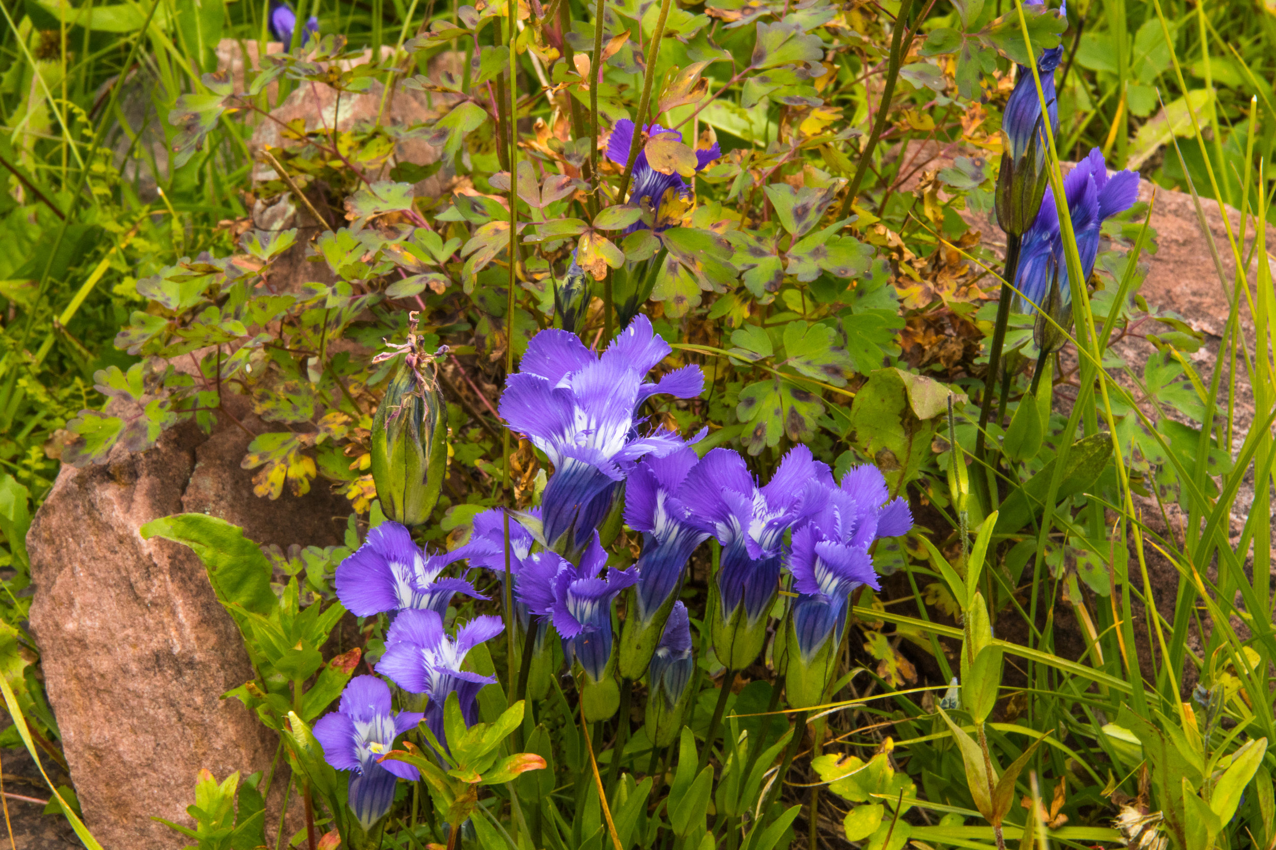 Purple Gentian