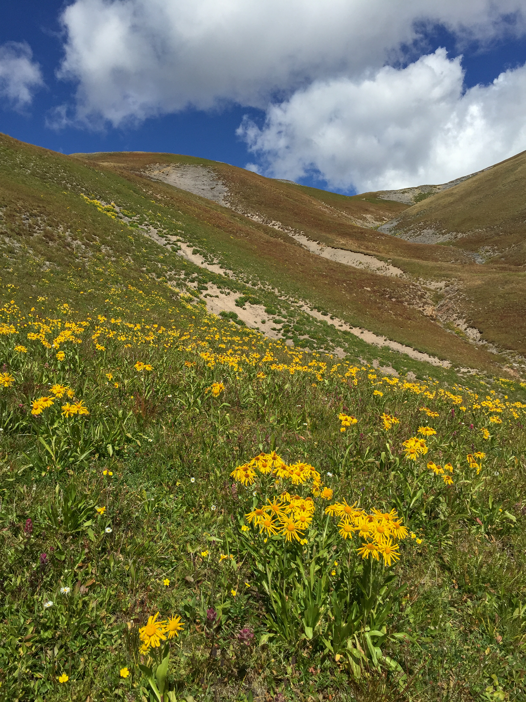 Wildflowers up the ridge
