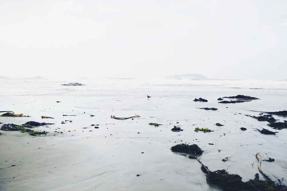 tofino0013.jpg