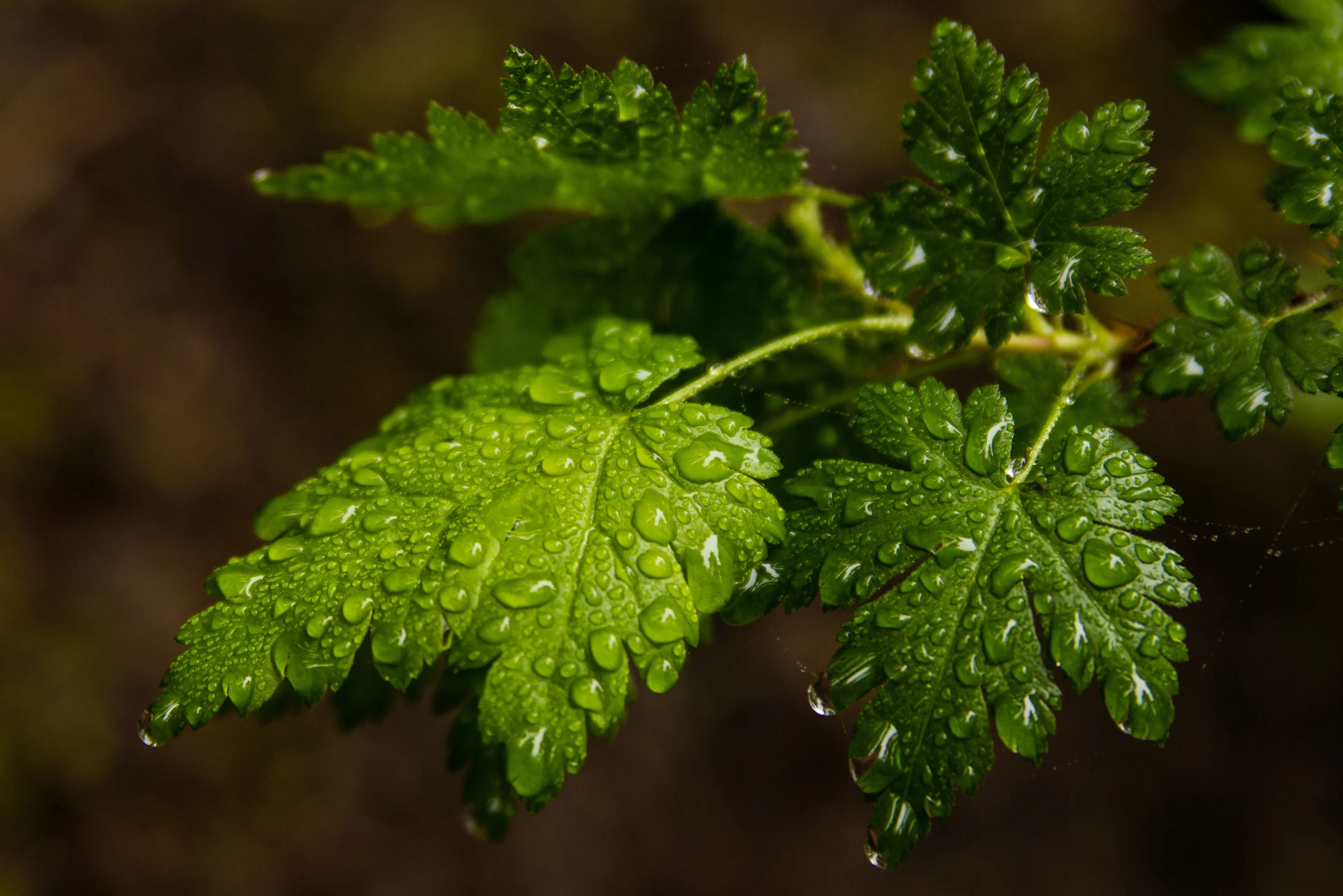 Waterdrop leaves-10.jpg