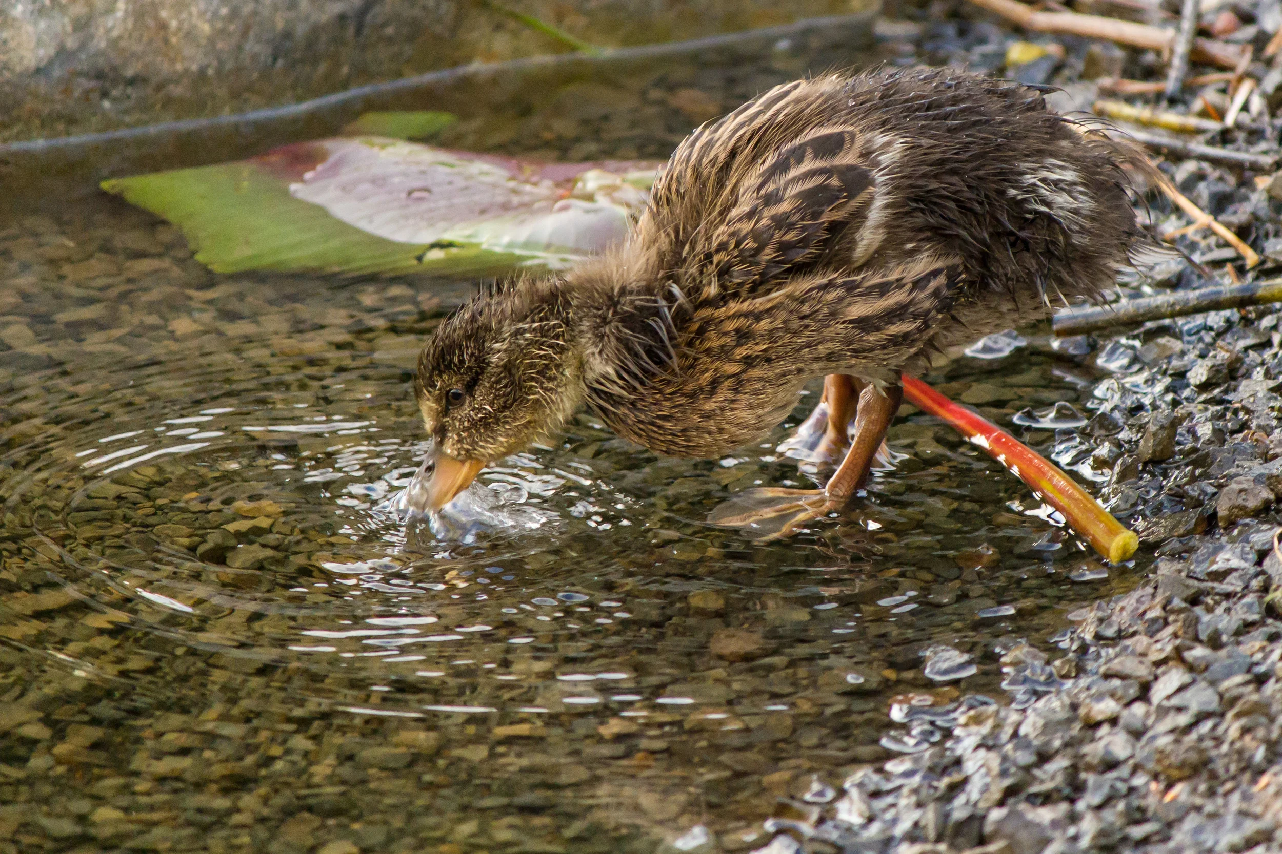 Ducks-4.jpg