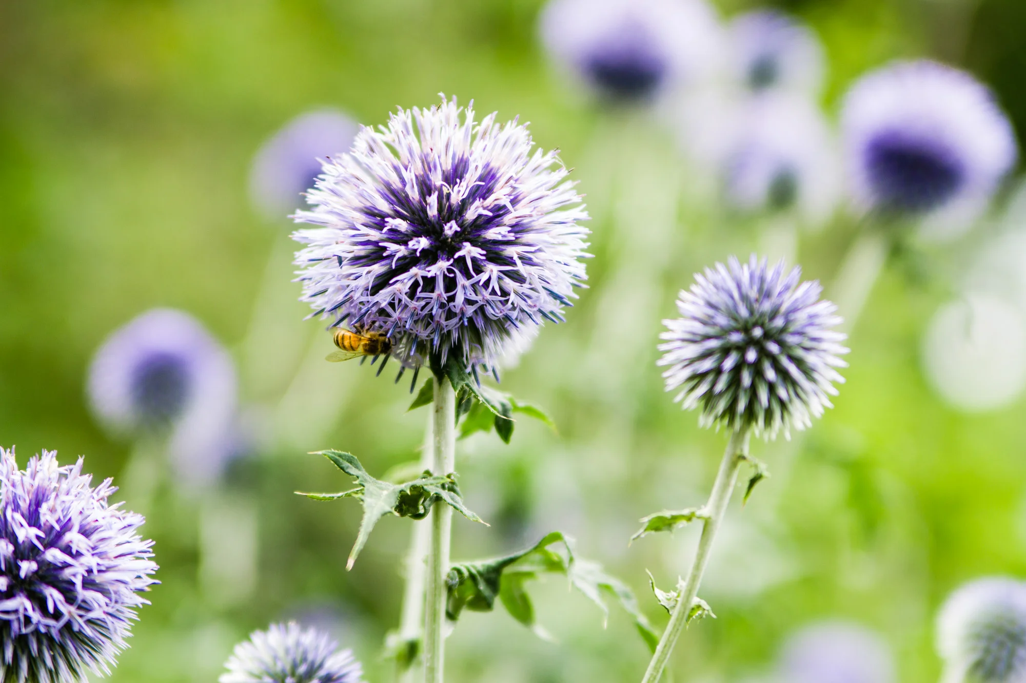 Thistle and Bee