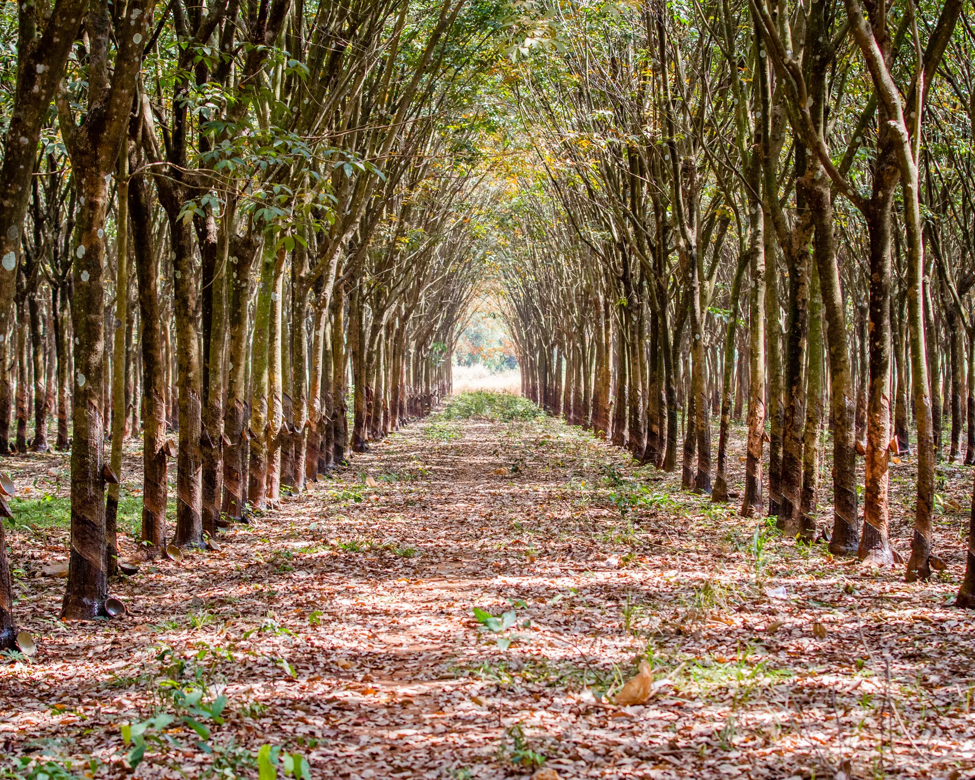 Rubber Tree Forest-1.jpg