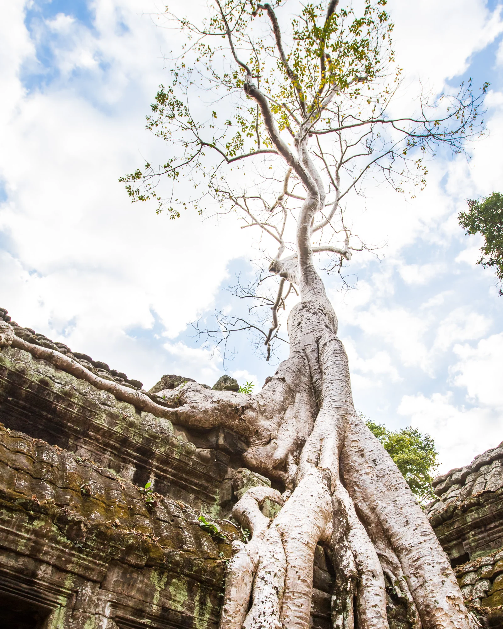 Ta Prohm Print 8x10-1.jpg