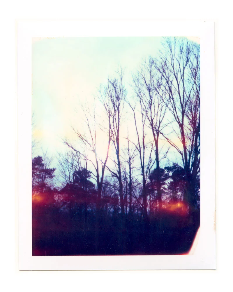 trees.jpg