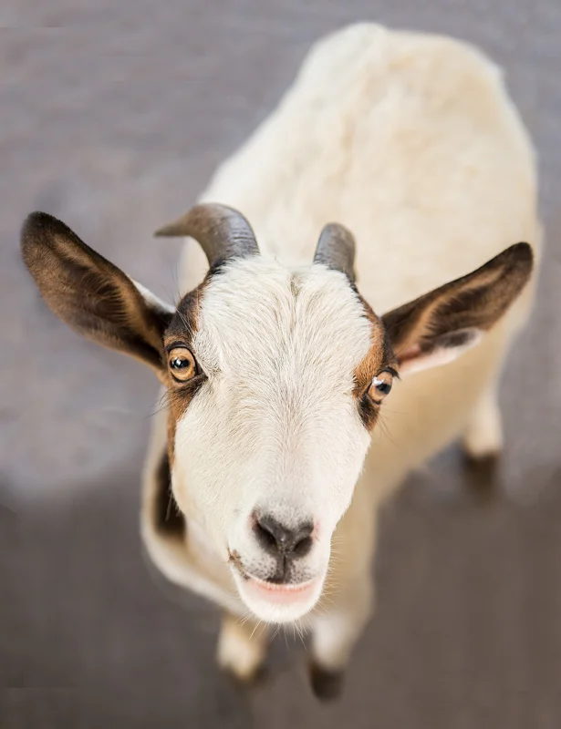 Sixth place winner in the "Animals" category at the 2014 Georgia National Fair in Perry, Georgia.