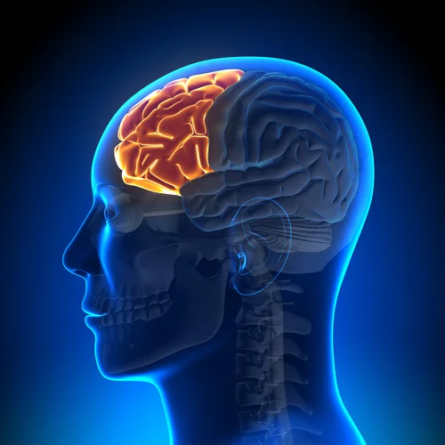 FrontalLobes145753472.jpg