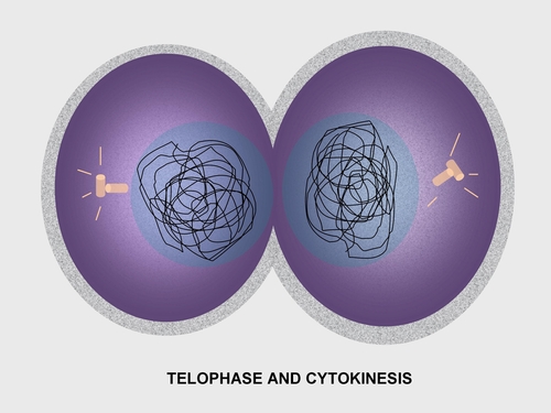 CellDivision60231898.jpg