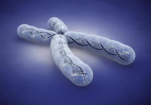 Chromosomes162798458.jpg