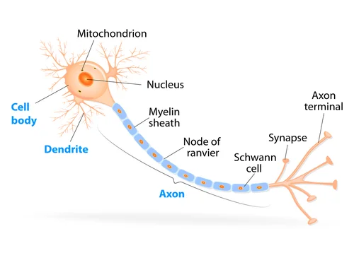 NeuronStructures166153934.jpg