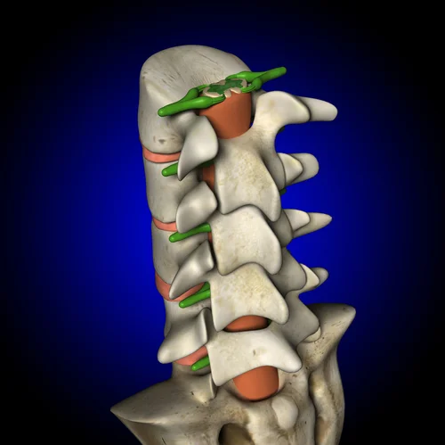 SpinalCord64350196.jpg
