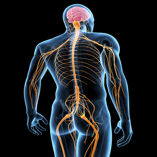 Spinal Nerves — Richards on the Brain