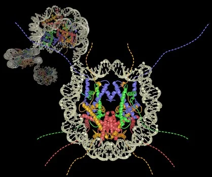 ProteinsHistones.jpg