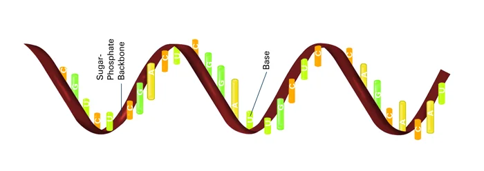 RNA_with_labels.jpg