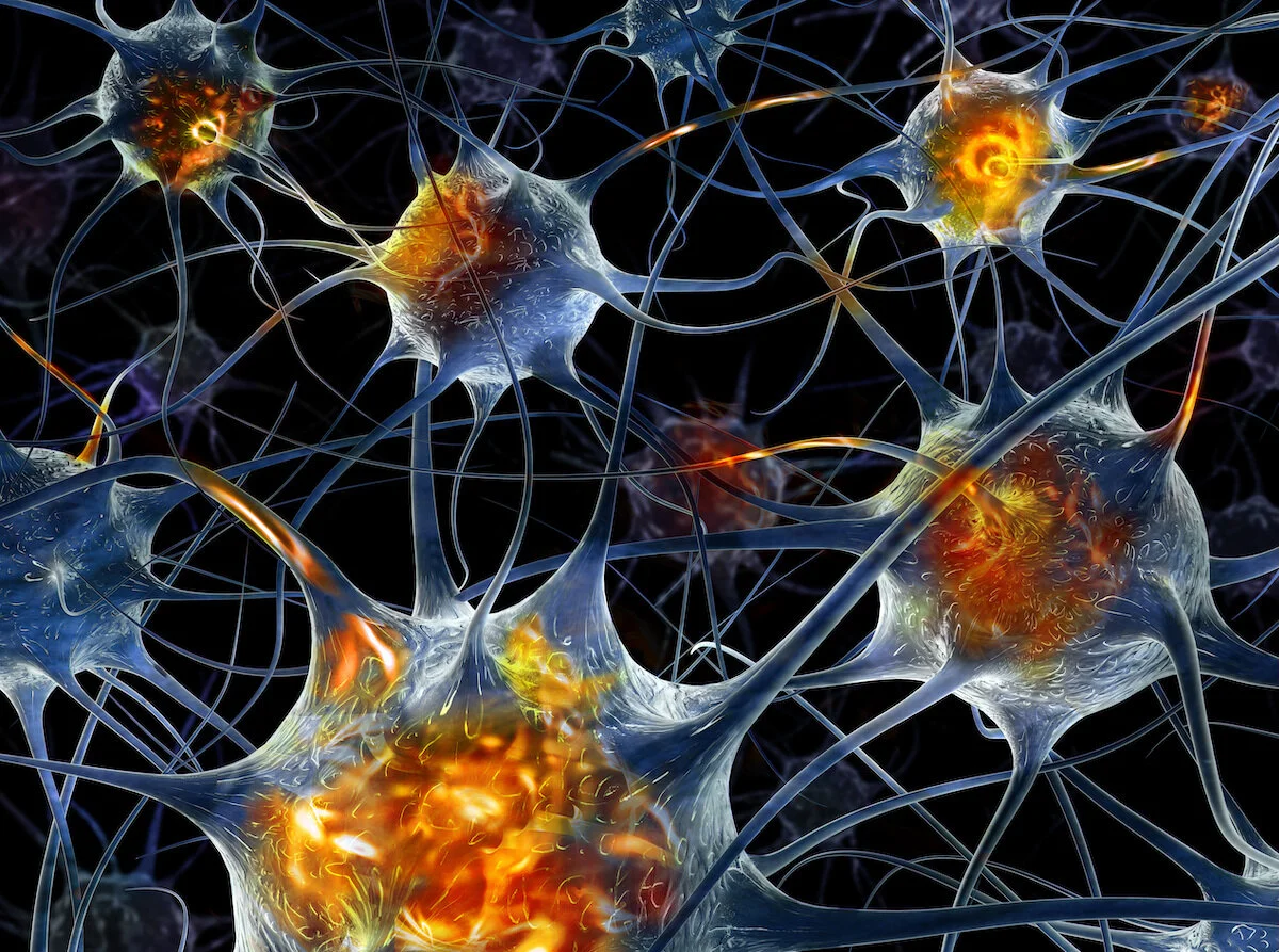 Neuron 1 small.jpeg