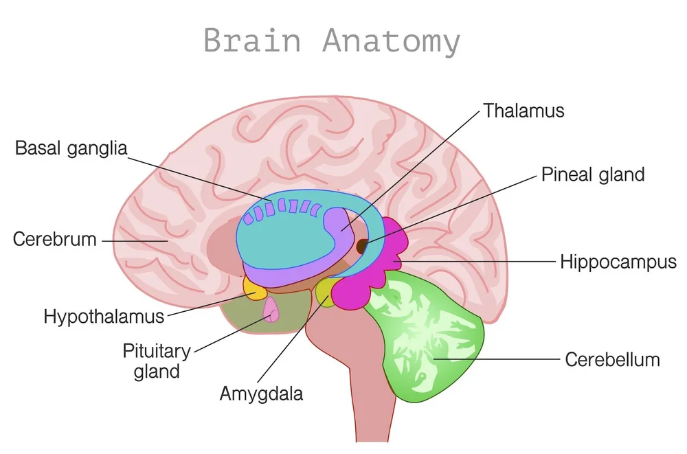 Memory Brain Diagram