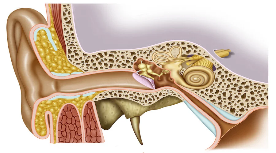 auditory structures banner.jpeg