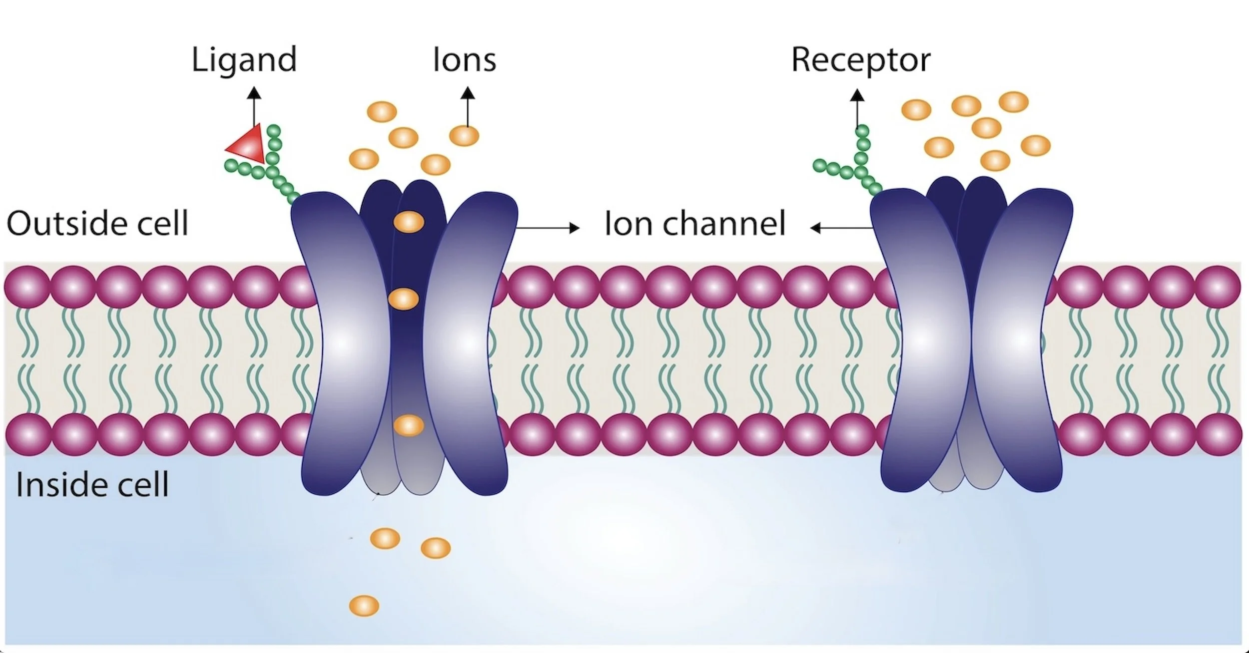 Ionotopic Receptor resized.jpeg