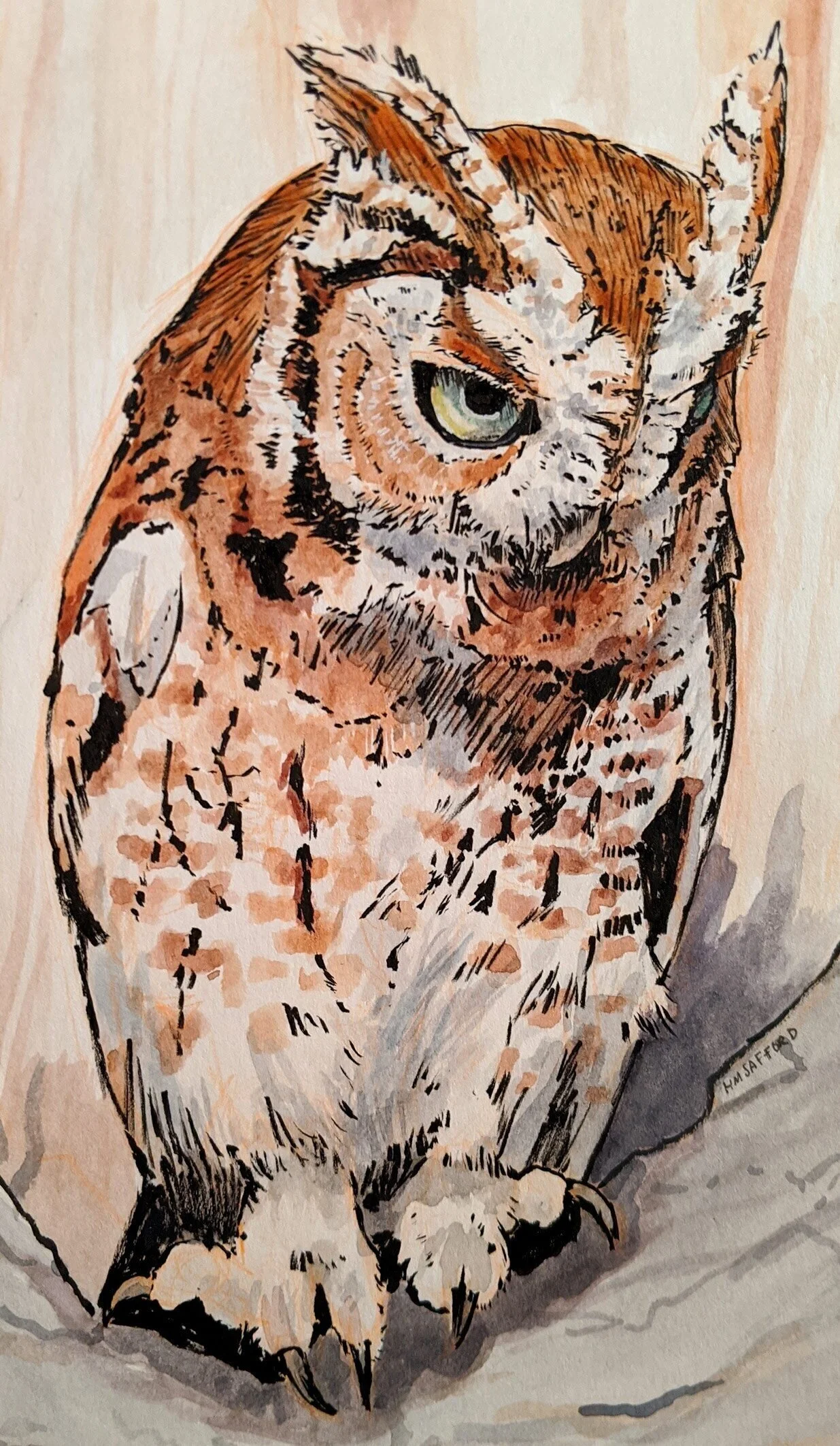 Eastern Screech Owl