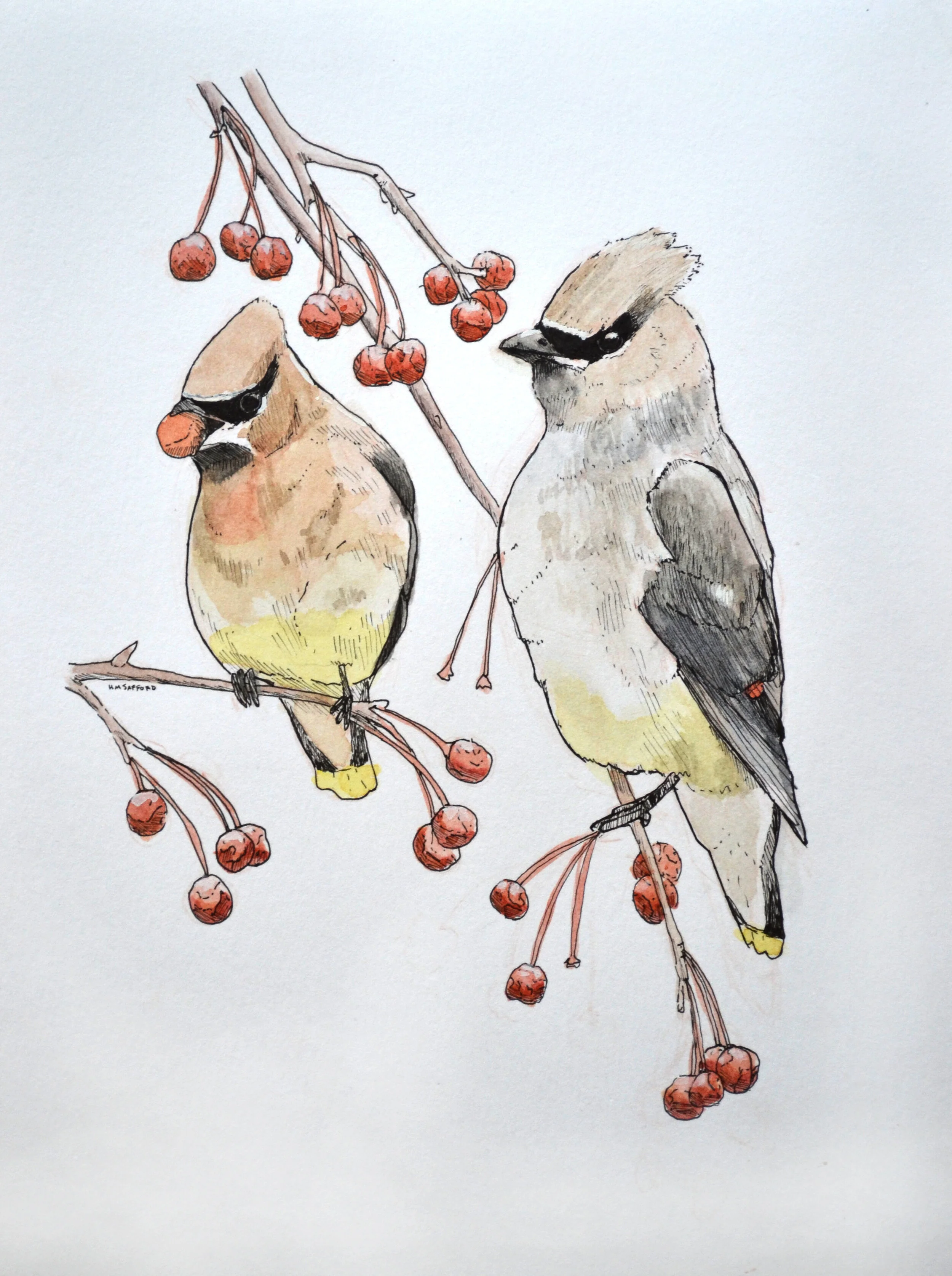 cedar waxwing.jpg