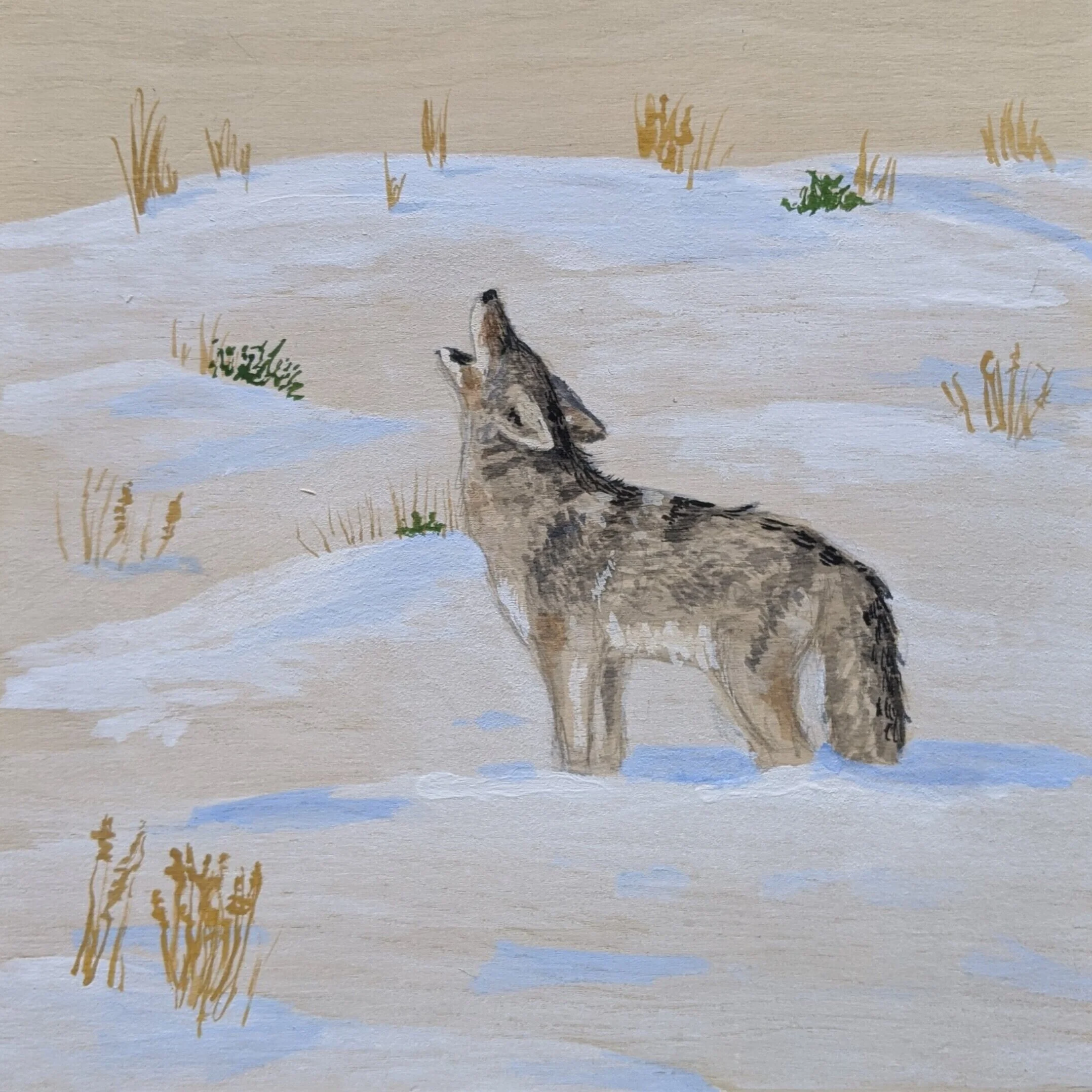  Watercolor and gouache on wood. Coyote in Yellowstone Park 