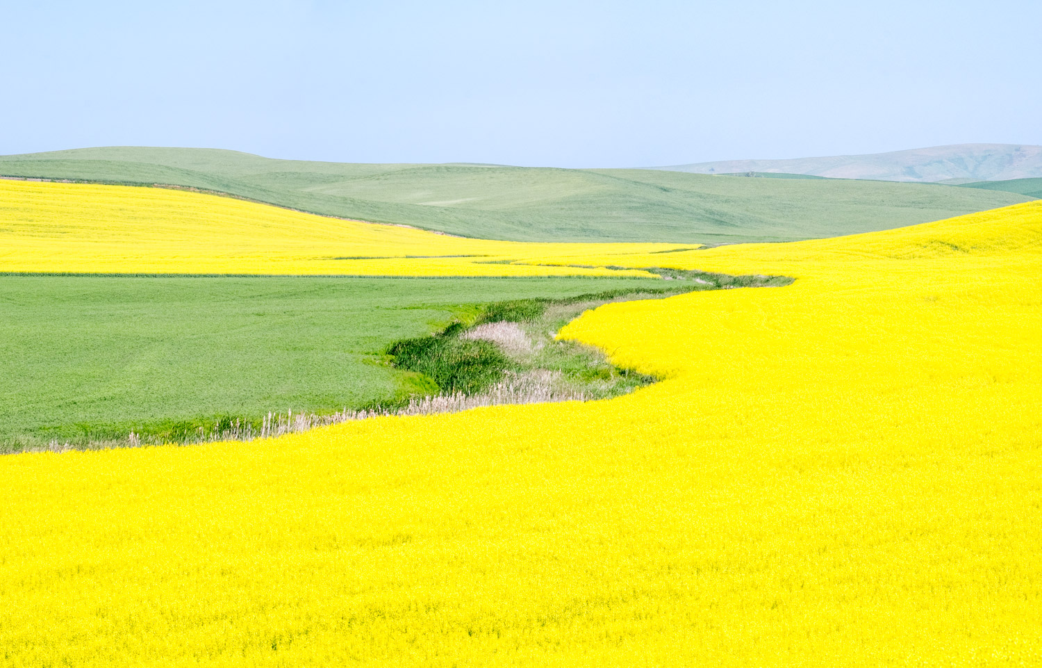 Acres of Yellow Canola