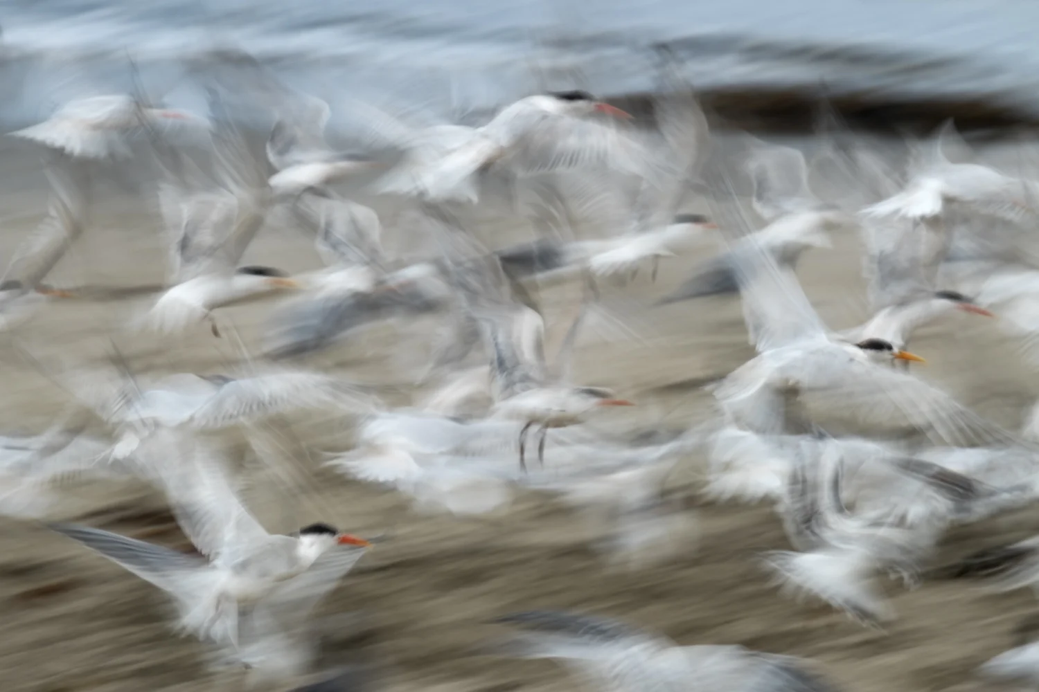 Arctic Terns at Seacliff State Beach