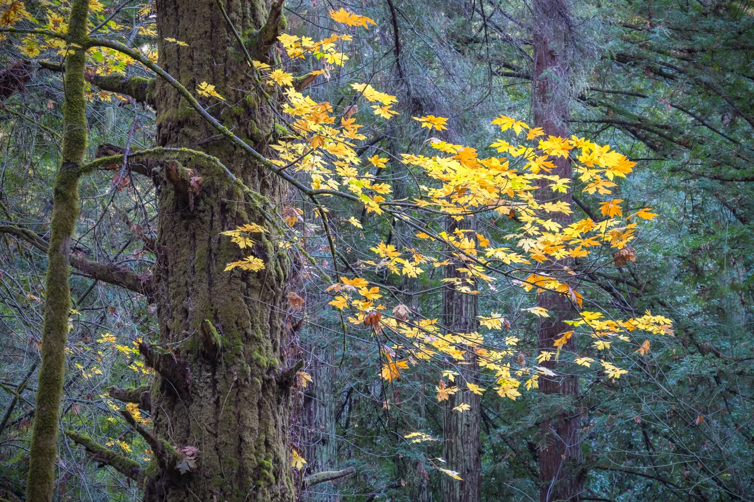DSCF4271.jpg