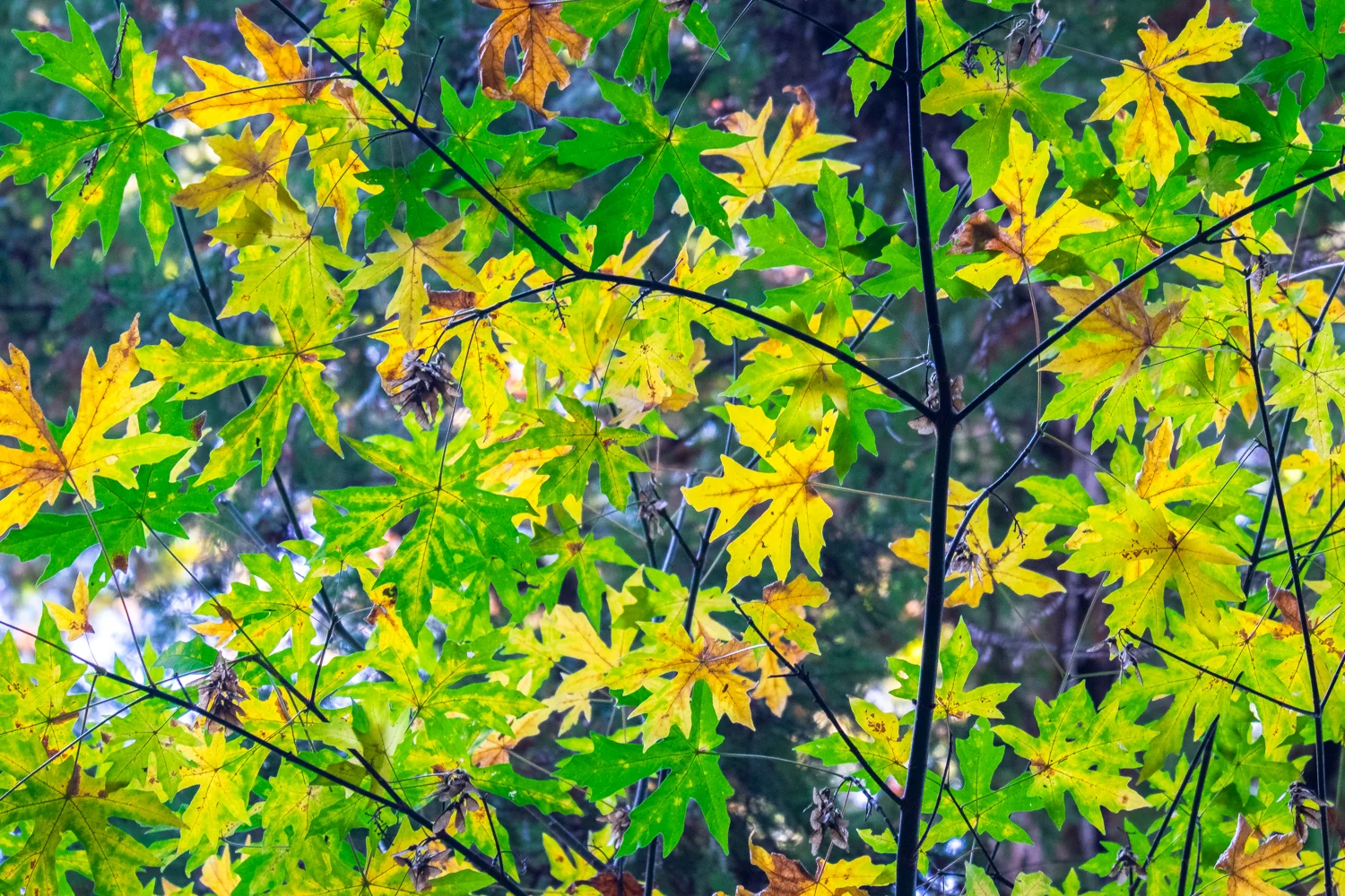 DSCF3429.jpg