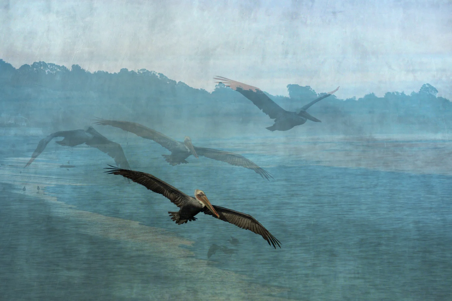 Wind Beneath Their Wings Brown pelicans on Seacliff State Beach Purchase