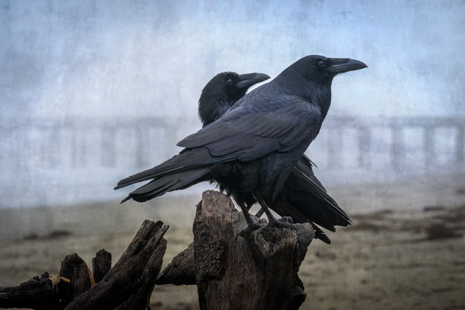 Something to Crow About Purchase