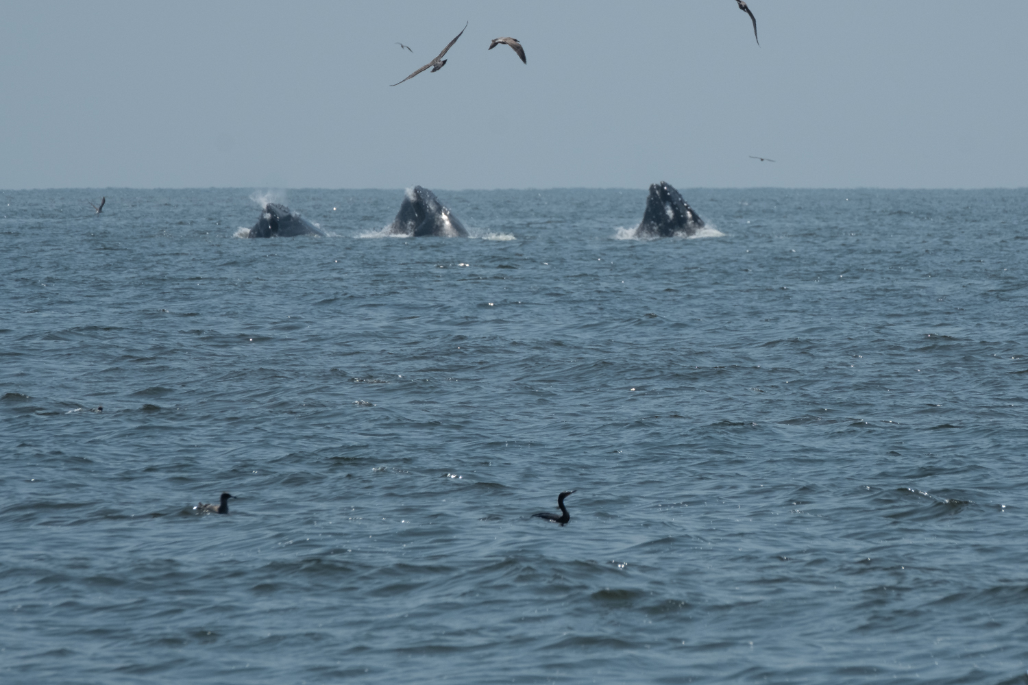 DSCF7085.jpg