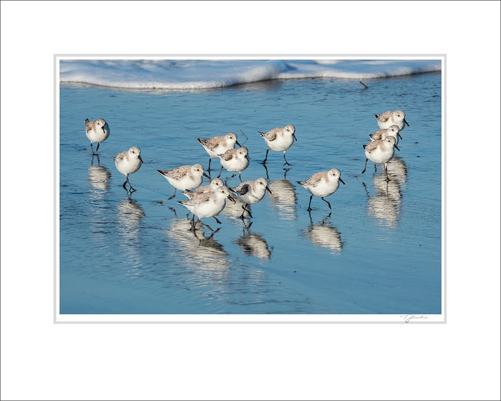 Sanderlings-Matted-3-16x20 copy.jpg