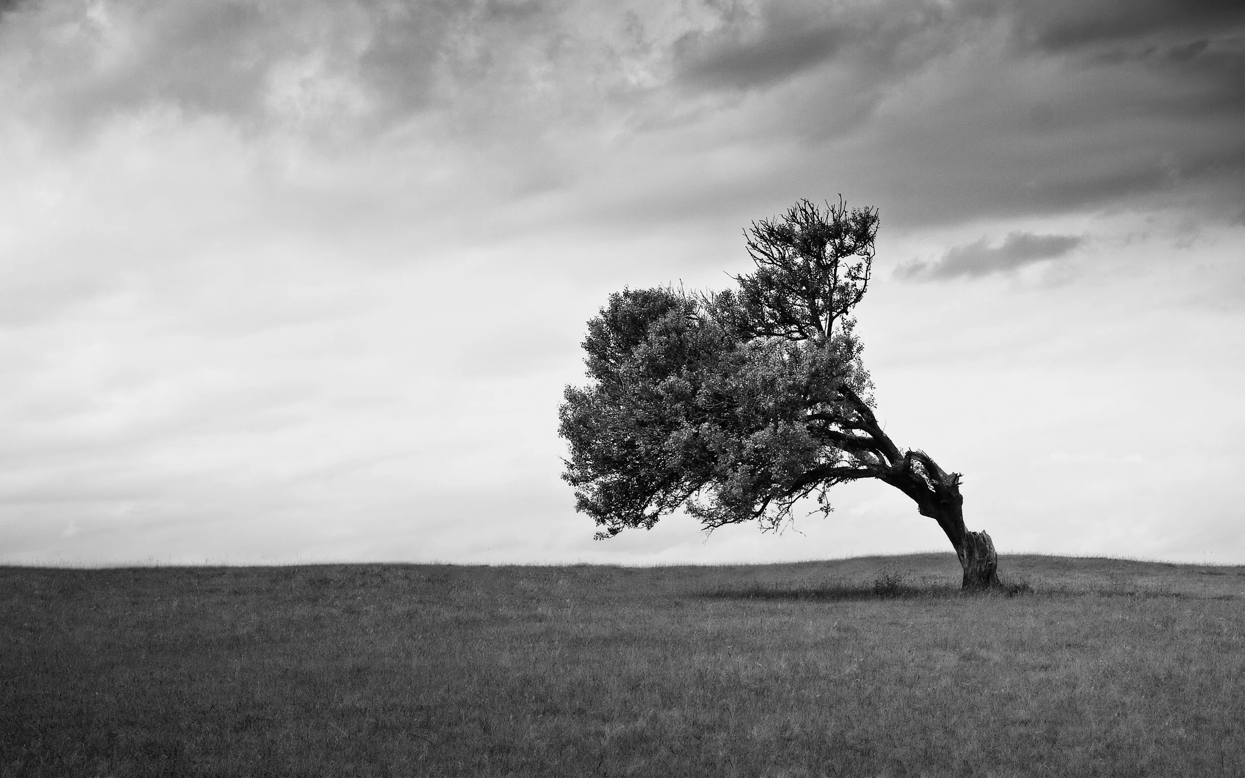 Old-tree.jpg