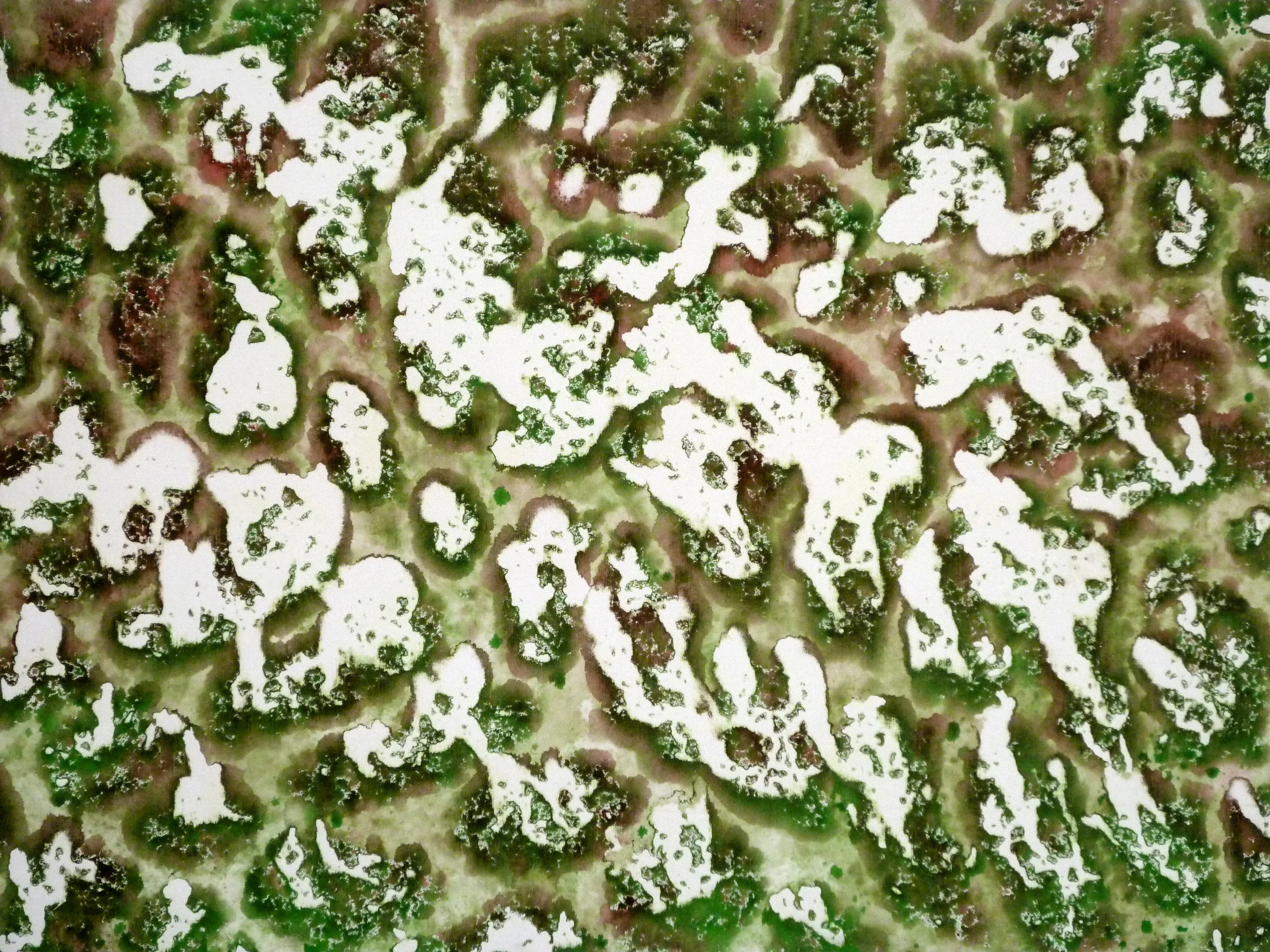 Forest Snow
